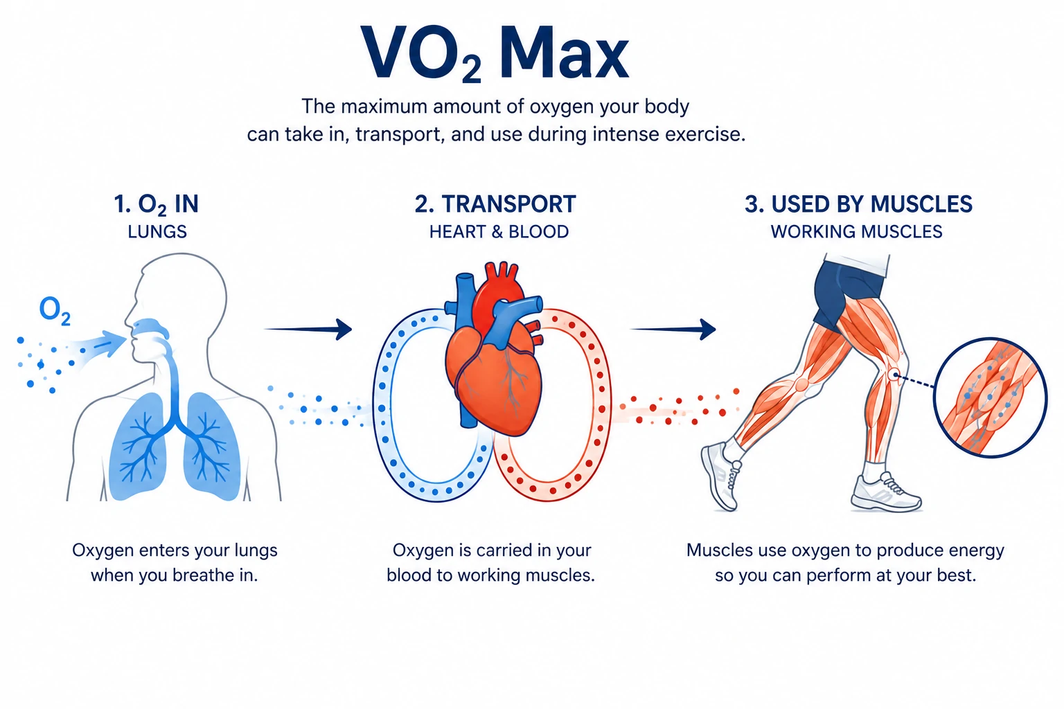 Illustration explaining VO₂ Max and the body's use of oxygen during exercise